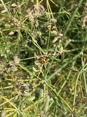 Harmonia axyridis