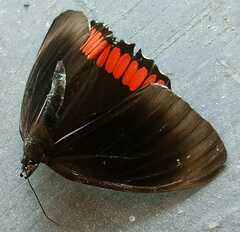 Biblis hyperia