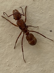 Ectatomma tuberculatum