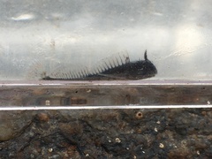 Coryphoblennius galerita