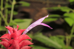 Justicia scheidweileri