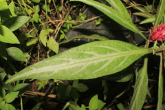 Justicia scheidweileri