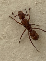 Ectatomma tuberculatum