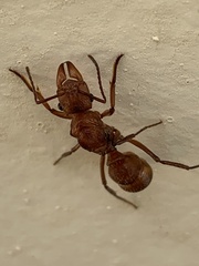 Ectatomma tuberculatum