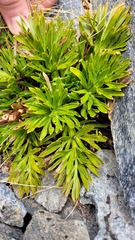 Aciphylla