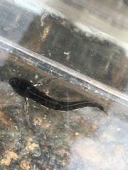 Coryphoblennius galerita