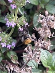 Bombus pascuorum