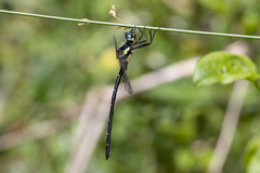 Eusynthemis nigra