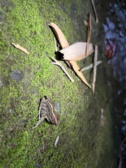 Craugastor fitzingeri