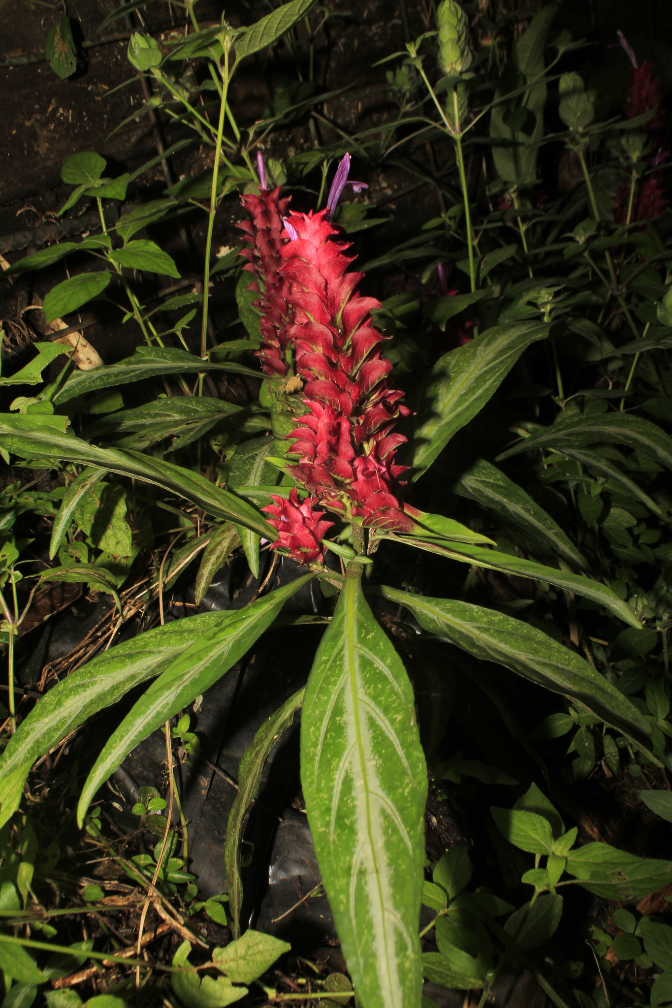 Afelandra-coral