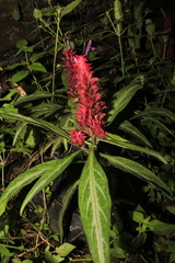 Justicia scheidweileri