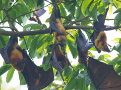 Pteropus seychellensis seychellensis