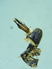 Agrilus subrobustus