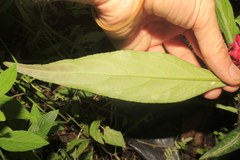 Justicia scheidweileri