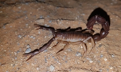 Parabuthus granulatus