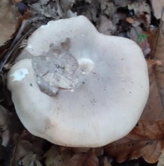 Clitocybe nebularis