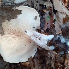 Clitocybe nebularis
