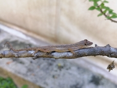 Anolis nebulosus