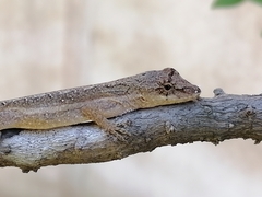 Anolis nebulosus