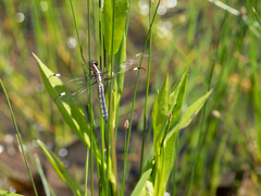 Libellula cyanea
