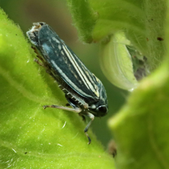 Graphocephala hieroglyphica
