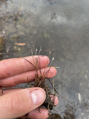 Eleocharis quinqueflora