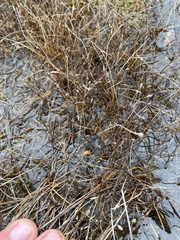 Eleocharis quinqueflora