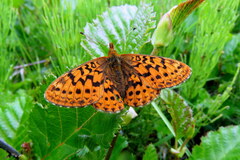 Boloria epithore
