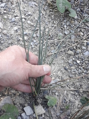 Equisetum ramosissimum