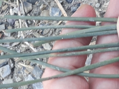 Equisetum ramosissimum