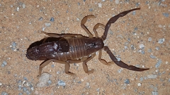Parabuthus granulatus