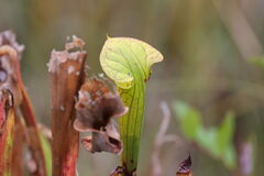 Sarracenia flava