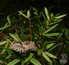 Crotalus stejnegeri