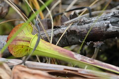 Sarracenia flava