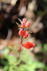 Lamourouxia multifida