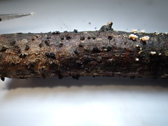 Lachnellula subtilissima