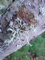 Evernia
