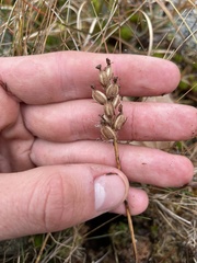 Platanthera clavellata