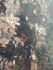 Pyrrhocoris apterus
