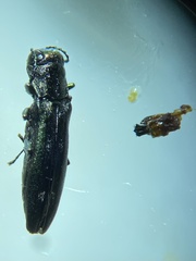 Agrilus fallax