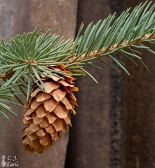 Picea engelmannii