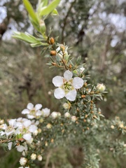 Leptospermum lanigerum