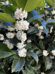 Osmanthus