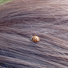 Harmonia axyridis