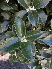 Osmanthus