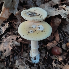 Amanita junquillea