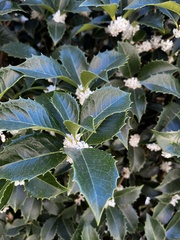 Osmanthus