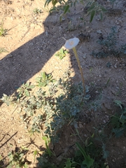 Acleisanthes longiflora