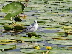 Chlidonias