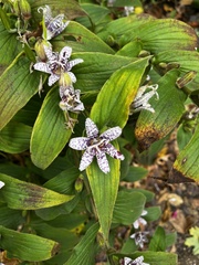 Tricyrtis hirta